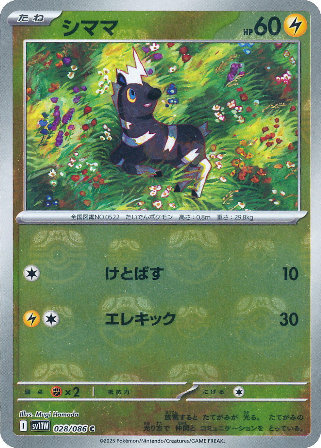 シママ